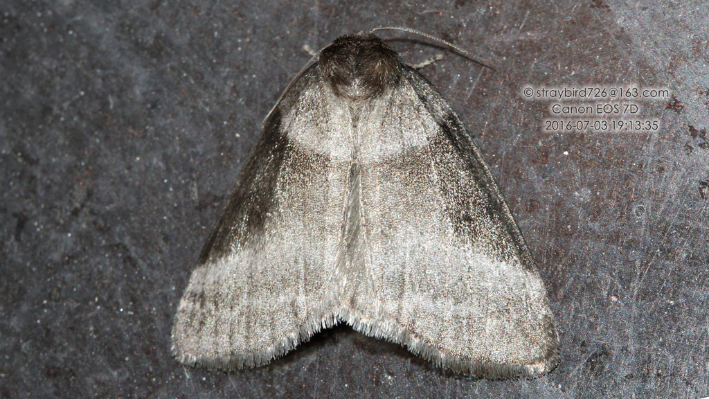 Neotogaria hoenei