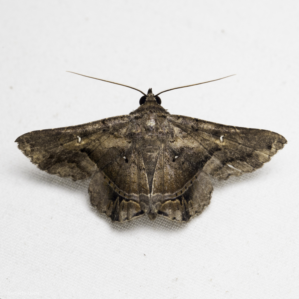 Helia argentipes