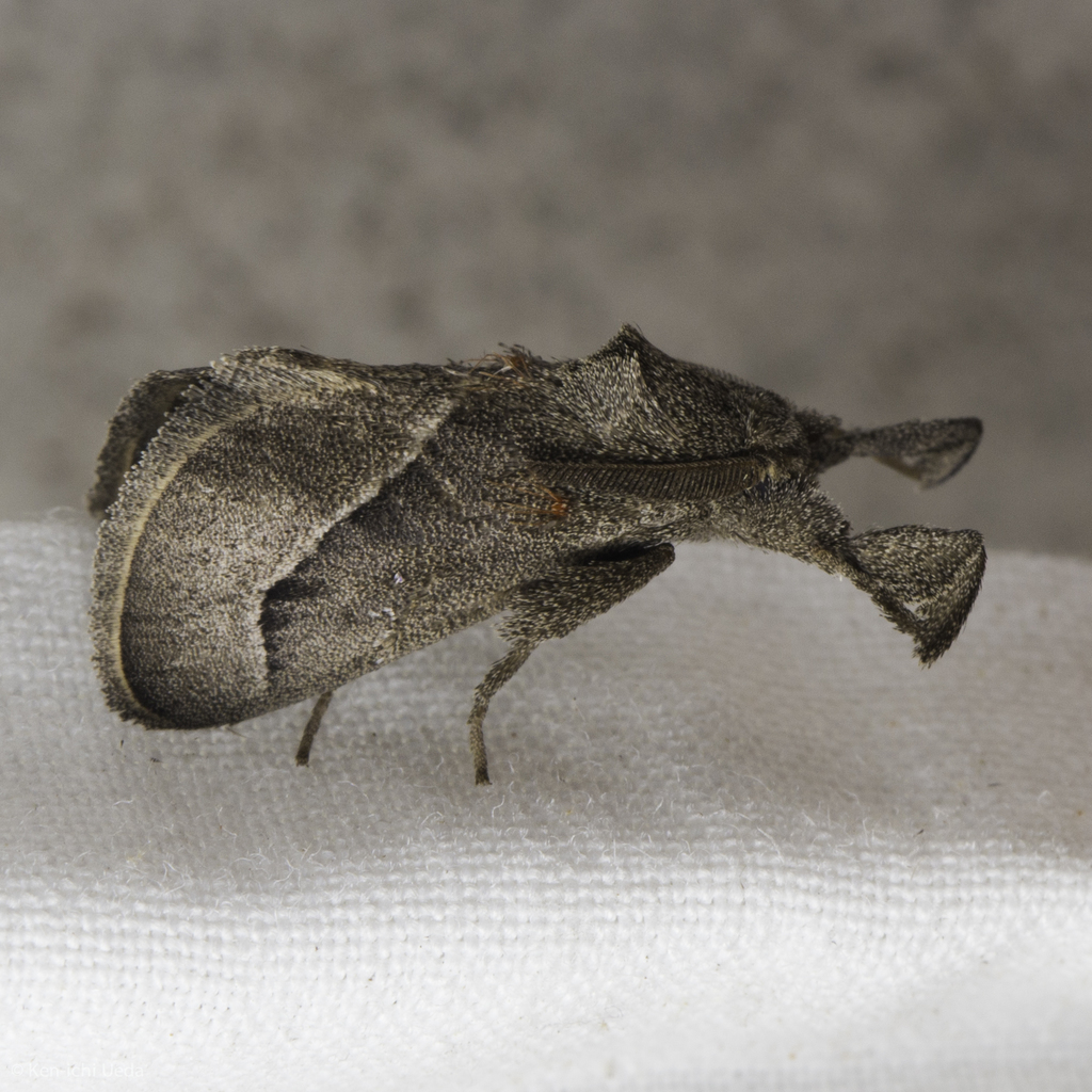 Perola sinaloensis