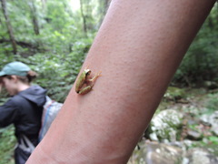 Anura