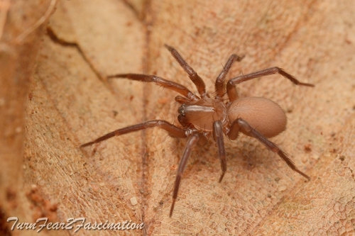 Herfststrooiselspin, Chigwell, UK, photo 3 of 10