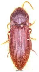 Agriotes obscurus