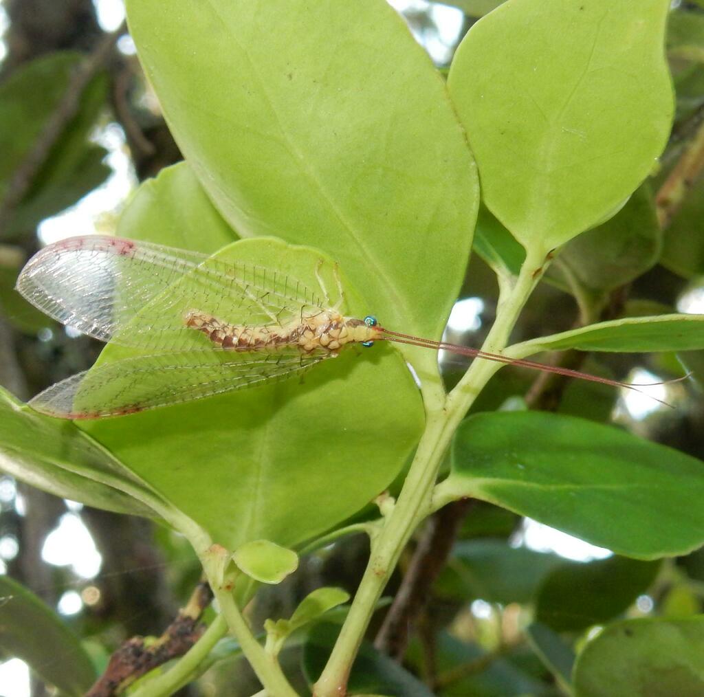 Italochrysa neurodes