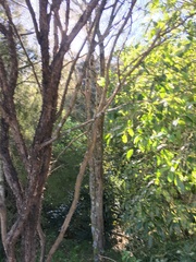 Melicytus ramiflorus ramiflorus