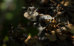 Aspidoscelis tigris tigris