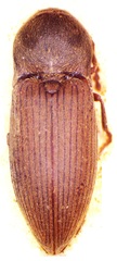 Agriotes obscurus