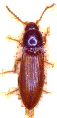 Agriotes pallidulus