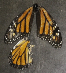 Danaus plexippus