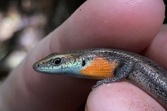 Blue-Throated Rainbow-Skink photo 1