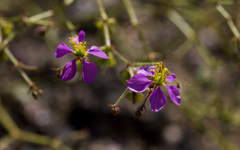 Fagonia pachyacantha