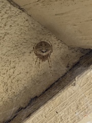Araneus illaudatus
