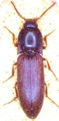 Agriotes ustulatus