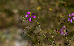 Fagonia laevis