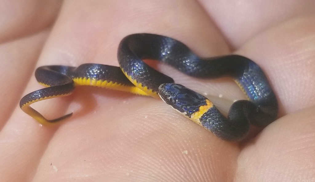 Southern Ringneck Snake from 1091 Hwy 90, Chipley, FL 32428, USA on ...