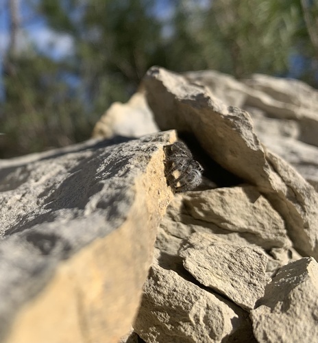 Photo of Red-bellied Jumping Spider (Philaeus chrysops)