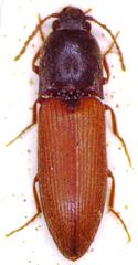 Agriotes ustulatus