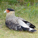 Southern Crested Caracara - Photo (c) cz-milka, some rights reserved (CC BY-NC)