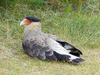 Southern Crested Caracara - Photo (c) cz-milka, some rights reserved (CC BY-NC)