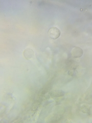 Albatrellus caeruleoporus image