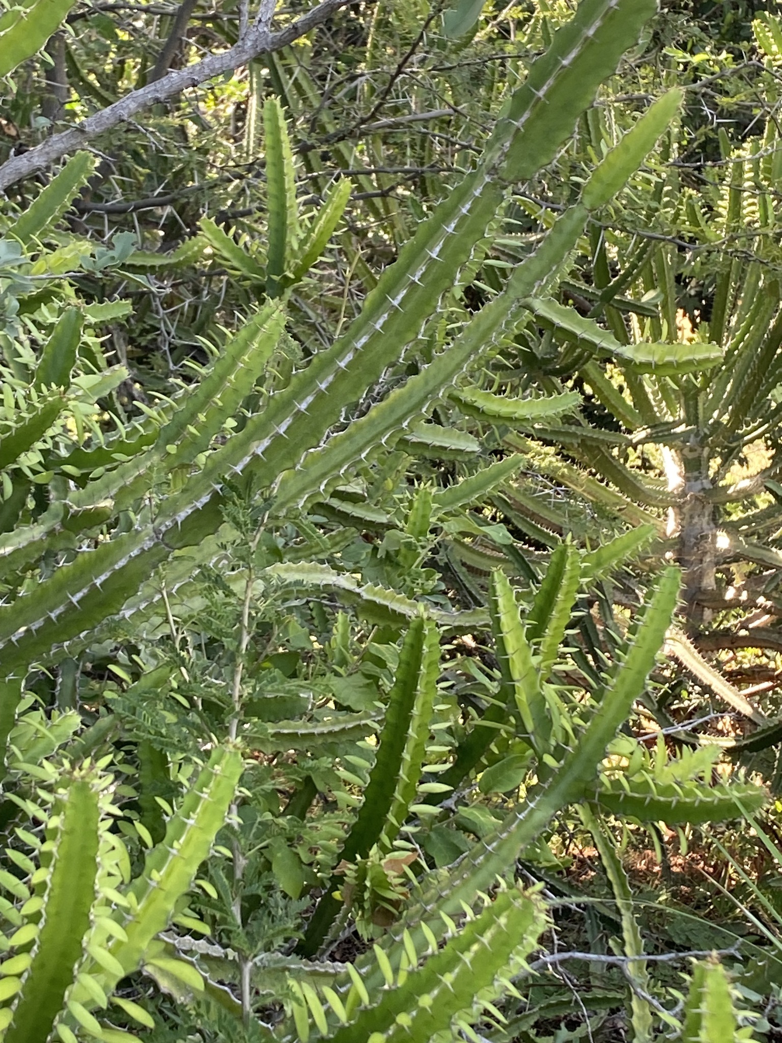 Euphorbia persistentifolia