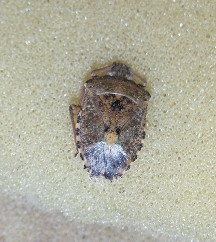 bzdocha sivastá (Rhaphigaster nebulosa)