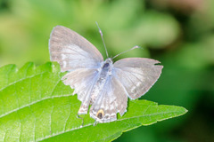 Catochrysops