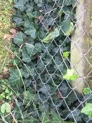Hedera helix