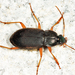 Chlaenius impunctifrons - Photo (c) Tom Murray, some rights reserved (CC BY-NC), uploaded by Tom Murray