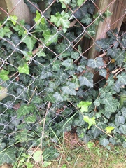 Hedera helix