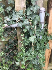 Hedera helix