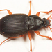 Chlaenius laticollis - Photo (c) Tom Murray, some rights reserved (CC BY-NC), uploaded by Tom Murray