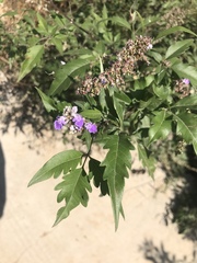 Vitex negundo heterophylla