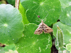 Diasemia accalis