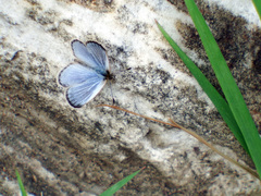 Pseudozizeeria maha okinawana