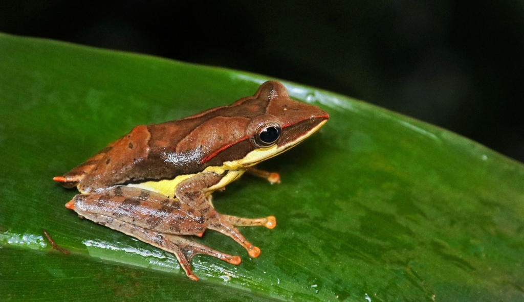 Spurred Tree-Frog