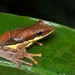 Saddled Tree Frog - Photo (c) Shaveen Madushka, some rights reserved (CC BY-NC), uploaded by Shaveen Madushka