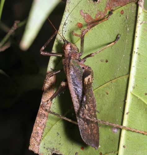 Pemba peruana