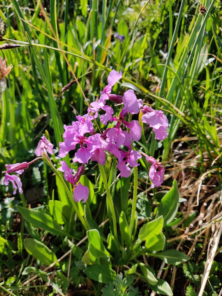 Parrya lancifolia