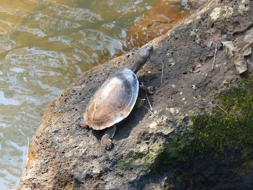 Williams' Side-necked Turtle