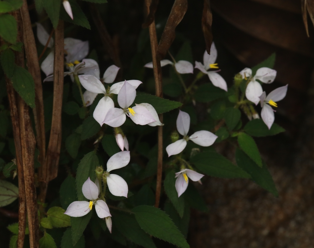 Sonerila zeylanica