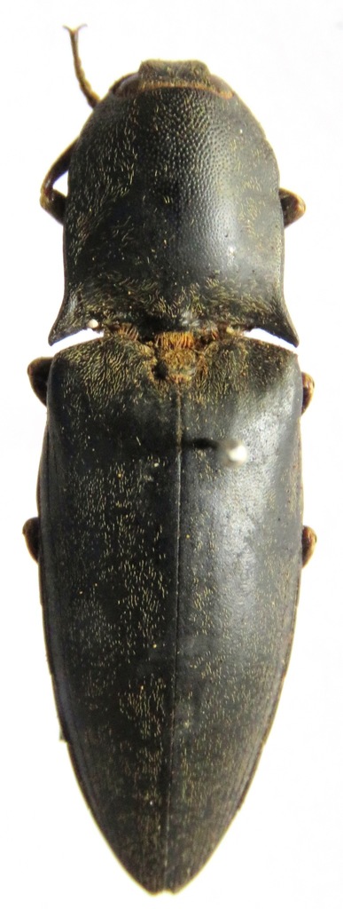 Lanelater politus