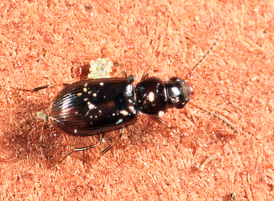 Canada Harp Ground Beetle