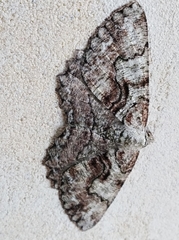 Cymatophora approximaria