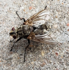 Tachinidae