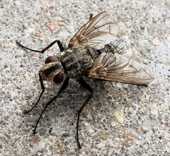 Tachinidae