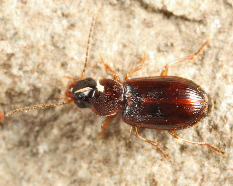 Beloved Harp Ground Beetle