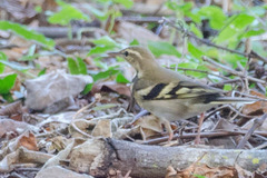 Dendronanthus indicus