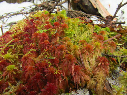 Image of Sphagnum quinquefarium by (c) Samuele Papeschi, some rights reserved (CC BY)