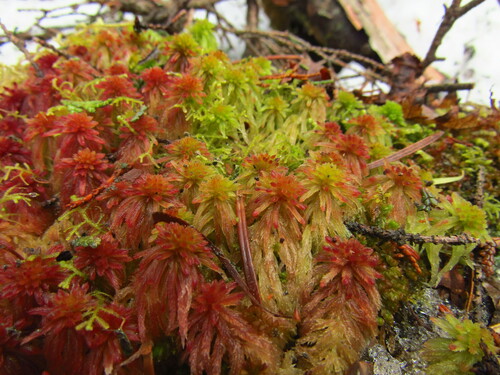 Image of Five-ranked Bogmoss by (c) Samuele Papeschi, some rights reserved (CC BY)