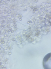 Inocybe pallidicremea